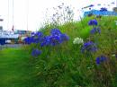 "Boatyard Blues" - lovely Allium grows everywhere
