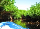 Mangroves line the channel