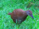 A Weka - supposedly endangered, but a real nuisance around the campsite!