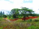 Red soils of western Vanua Levu