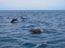 Roundabout is visited by hundreds of Pan-Tropical Spotted Dolphins for almost an hour.