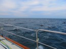 Dolphins as far as the eye can see.