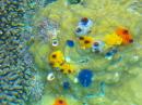 One of my favourites - colourful Christmas tree worms