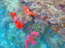 Amazing to see such colourful soft corals from my kayak