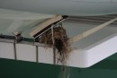 A family of birds adopted us, and decided to have their nest under our dinghy. They stayed for 2 months! Eventually hatched in July, we can lower the platform now.