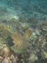 Coral Fan garden snorkelling in brittania Bay