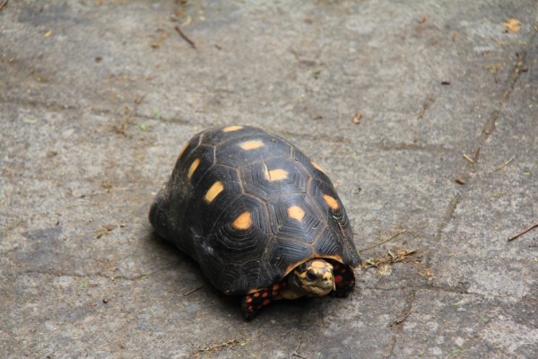 Local land turtles: when they cross the road, you are to stop and pick them up out of the way.
