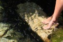 These are not my feet, but my friend is having a fish pedicure...all the rage around here!