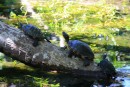 Turtle family at the Gran Cenote, near Tulum