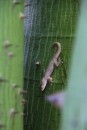 Tiny gecko