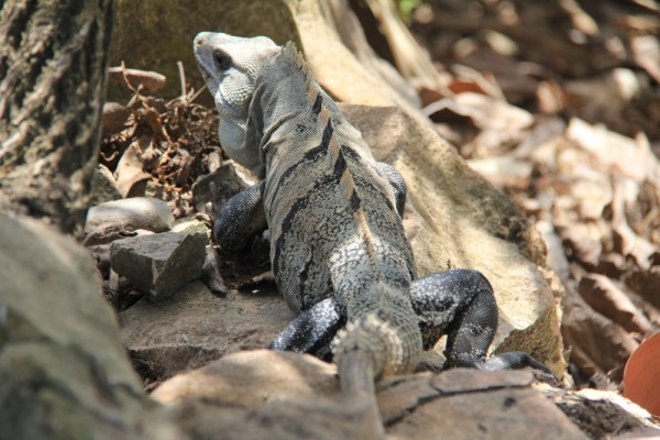 Tulum, iguana