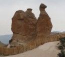 8 May: This hoodoo clearly looks like a camel but they are described as "a tall, thin spire of rock that protrudes from the bottom of an arid drainage basin or badland. Hoodoos, which may range from 5 to 150 feet tall, typically consist of relatively soft rock topped by harder, less easily eroded stone that protects each column from the elements. They generally form within sedimentary rock and volcanic rock formations.  Hoodoos are found mainly in the desert in dry, hot areas. In common usage, the difference between hoodoos and pinnacles or spires is that hoodoos have a variable thickness often described as having a "totem pole-shaped body". A spire, on the other hand, has a smoother profile or uniform thickness that tapers from the ground upward. Hoodoos range in size from that of an average human to heights exceeding a 10-story building. Hoodoo shapes are affected by the erosional patterns of alternating hard and softer rock layers. Minerals deposited within different rock types cause hoodoos to have different colors throughout their height." Wikipedia
