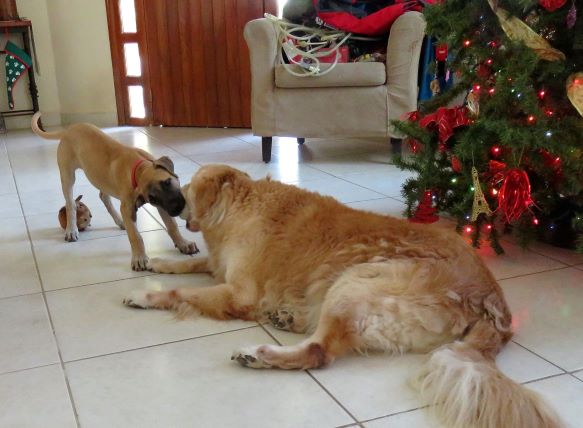 Dogs playing: We were greeted in the cheerfully decorated house by these two characters: Taz (Tasmanian Devil) the newest member of the household and a male puppy trying to get the ball away from the matriarch of the group a golden retriever named Deesa.
