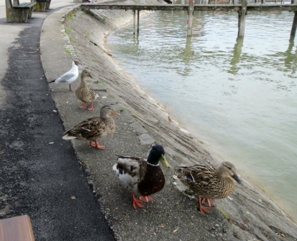 The feathered friends who joined us for our picnic meals alongside the Amersee.
