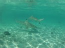 A few of the sharks we saw while feeding the rays.