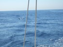 Dolphins through the starboard rigging.