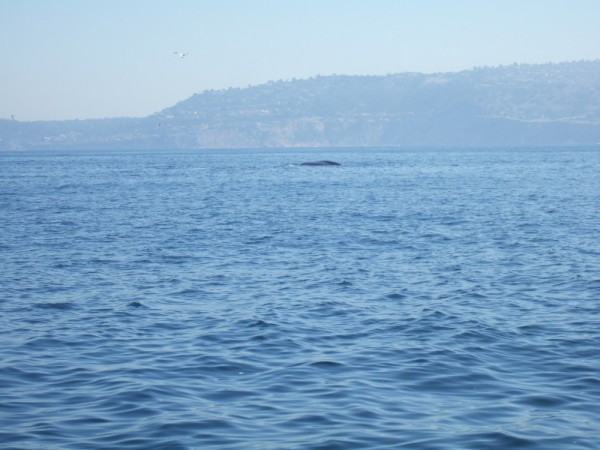 Whales, pictures will never do them justice. They are huge!