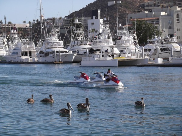 The evening pelican hand out hunt.