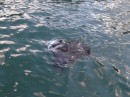 Anchored in Taioa Bay.  Manta Ray swimming by Tanga.