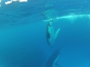 Calf whale diving down to mama