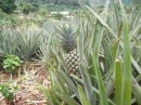 The many pineapple groves we saw while walking up to the Belvedere look out.