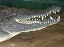 IMG_1584_8_1: Crocodile, San Blas jungle river Trip