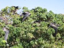 IMG_1522: More birds, Isla Isabela