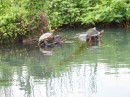 IMG_1581_5_1: Turtles on jungle river trip, San Blas