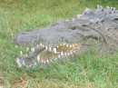 IMG_1582_6_1: Crocodiles, jungle river trip, San Blas, at the end was a crocodile reproduction farm