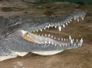IMG_1585_9_1: Crocodile, San Blas jungle river trip