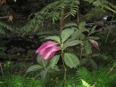 IMG_2864_1_1: Tahitian plant