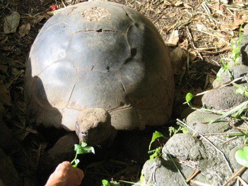 IMG_2876_1_1: Feeding the Tortoise, botanical gardens, Tahiti