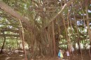 TongaVavau1007 007_1_1: The large banyan tree at kids day, on anchorage 16
