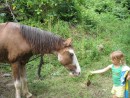 IMG_2288_1_1: Kara makes sure the horses get fed