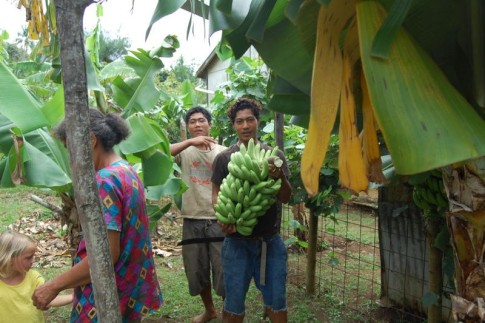 Hapai 0440001: Local family cut down some bananas to give 
