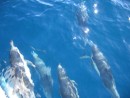 Dolphins everywhere: They would just swim along with us, jumping up and down at the bow-amazing