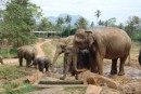 elephant orphanage