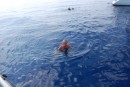 uwe embraces the chance to swim in the clear ocean water of the Arabian sea