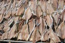 Smelly dried fish, Maldives