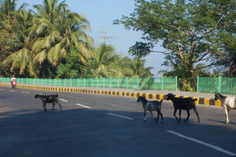animals get the right of way in the Andaman Islands