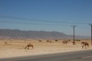 The Highway at Salalah, Oman