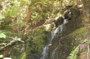 The waterfall at whirinaki