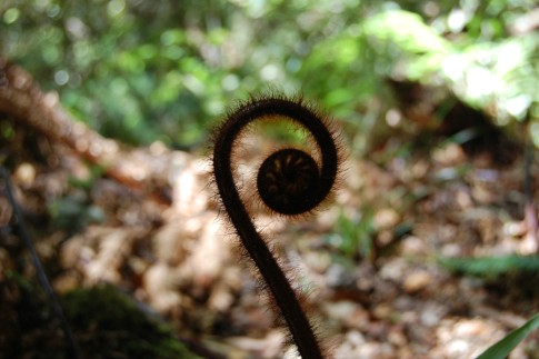 A funny looking plant, on our hike in the Whirinkaki National Park