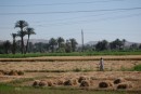 Coming into some greenery at last, outskirts of Luxor