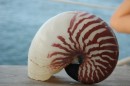 A nautilus shell Kara discovered at Peterson Bay, Espirito Santo