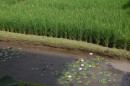 More rice fields