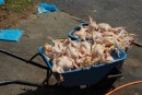Chicken on its way to the market