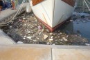 trash collects at Georgetown marina, Penang