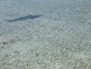 IMG_2572_1_1: The many sharks swimming around, Makemo atoll