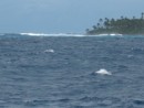 surf on eastern side 
